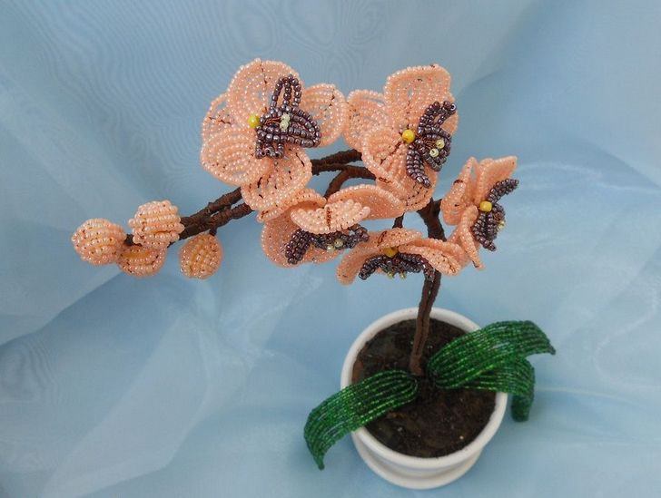 Для первого урока по созданию соблазнительницы орхидеи предлагаем сплетси нежную, персиковое красавицу